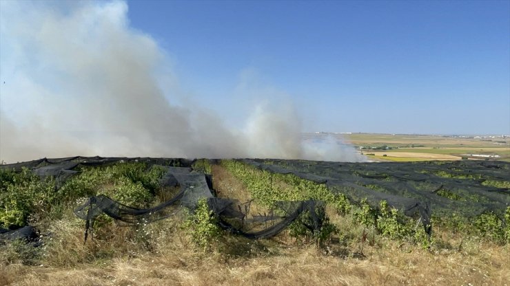 Tekirdağ'da çıkan anız yangını söndürüldü