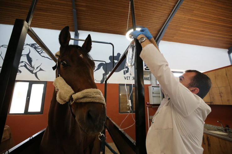 Gaziantep'teki Geleneksel Sporlar Merkezi'nde atlara pansiyon hizmeti veriliyor