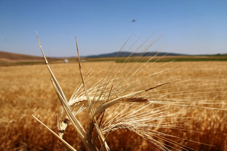 Kütahya'da yerli arpa çeşidi "ayrancı"nın hasadı yapıldı