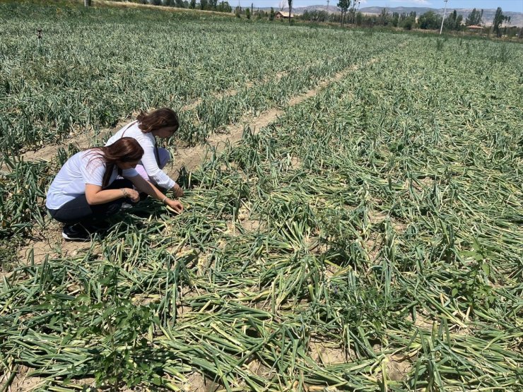 Çorum'da sağanak ve dolu nedeniyle 73 köydeki ekili araziler zarar gördü