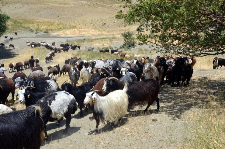 Muş'ta göçerlerin yayla mesaisi sürüyor