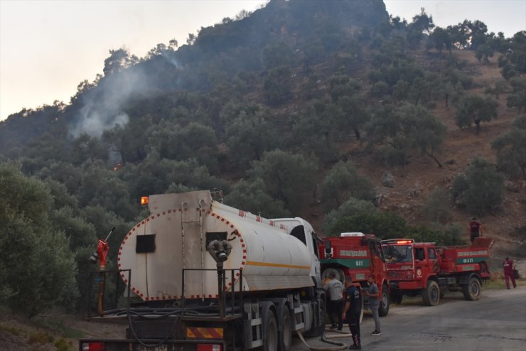 GÜNCELLEME - Aydın'da zeytinlik ve ormanlık alanda çıkan yangın kontrol altına alındı