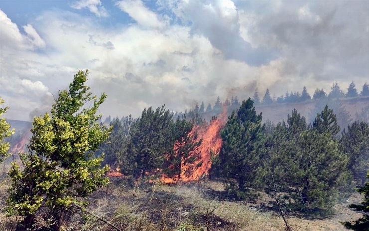 Eskişehir'de ağaçlandırma sahasında çıkan yangın söndürüldü