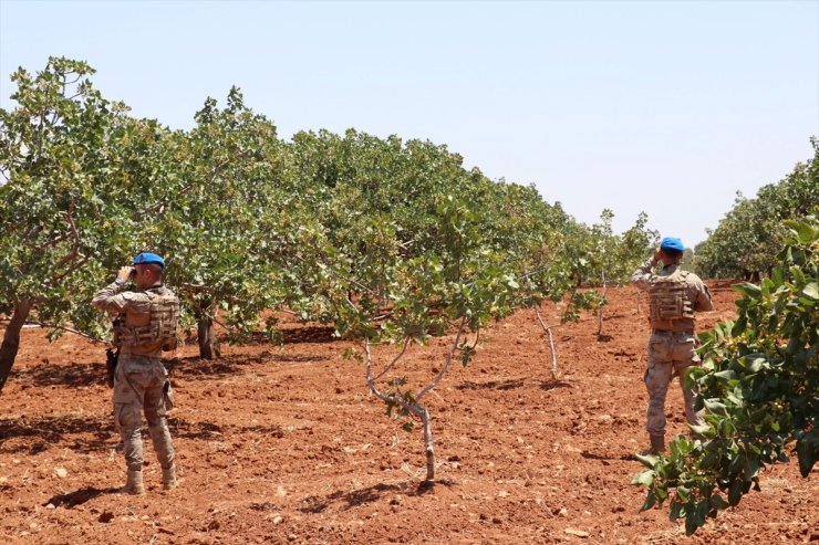 Gaziantep'te jandarma ekipleri Antep fıstığı nöbetinde