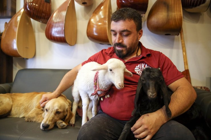 Bağlama ustasının yoldaşı, kuzu, köpek ve oğlak oldu