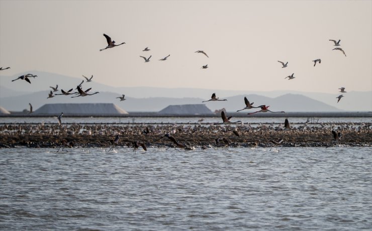 Flamingo adasının yeni sakinleri kıtalar arası uçuşa hazırlanıyor