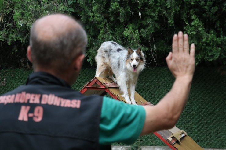 İşitme engelli köpek "Modlie" işaret komutlarıyla hareket ediyor