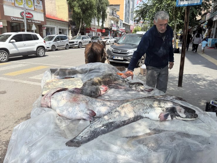 Kura Nehri'nde avlanan balıkçının ağına uzunluğu 1 metreyi aşan 3 yayın balığı takıldı