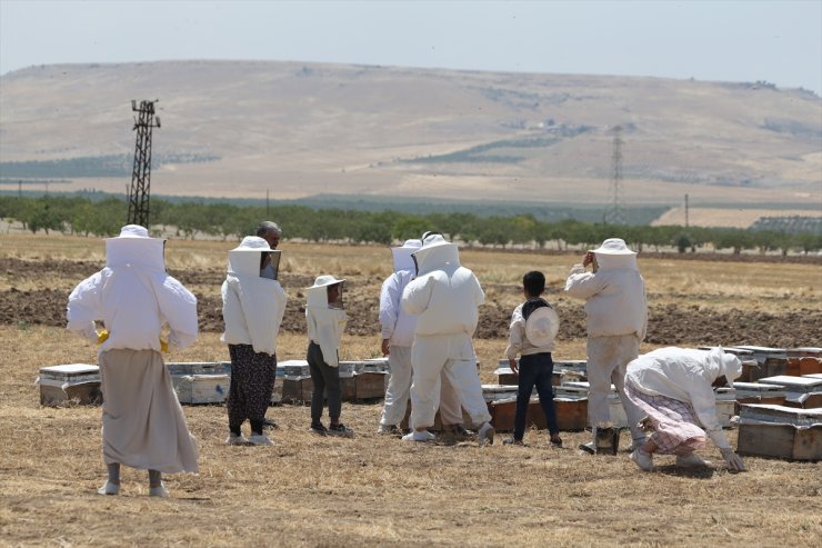 Şanlıurfa'da 15 haneli köyün arıcı kadınları