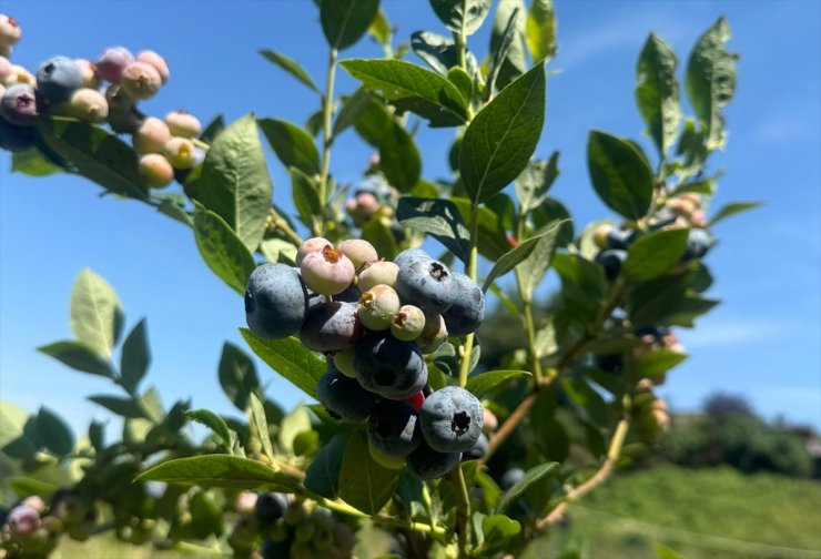 Aromatik bitkiler Şile'nin tarımsal potansiyelini artırıyor