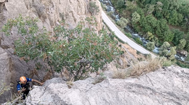 Bitlis'te kayalıklarda mahsur kalan oğlakları AFAD ekipleri kurtardı