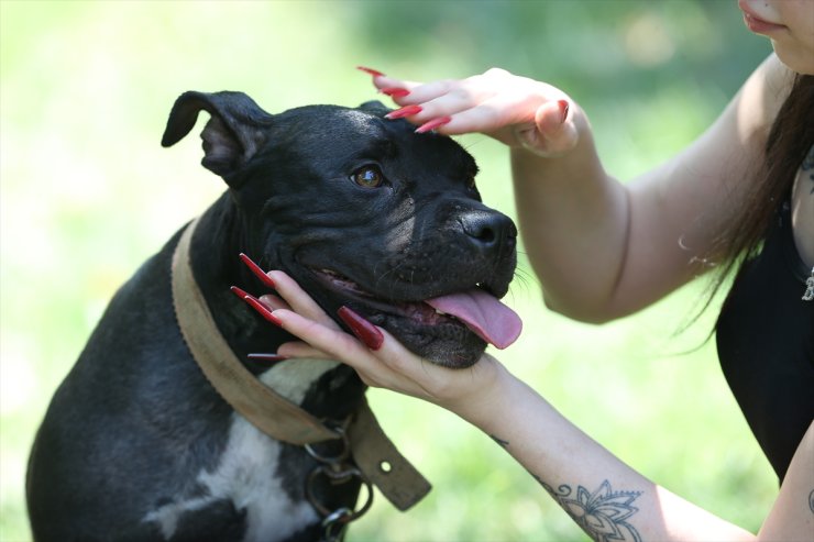 Bursa'da yangında dumandan etkilenen köpek "Tokyo" yaşam savaşını kazandı