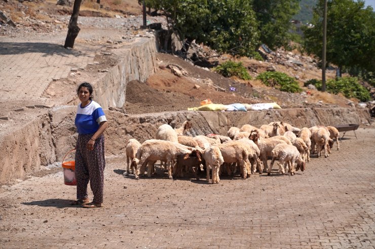 Depremde koyunları telef olan kadın besici, destekle yeniden sürü sahibi oldu