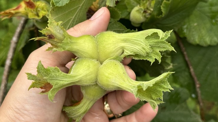 Orta ve Doğu Karadeniz'de üreticiler fındık hasadı için gün sayıyor