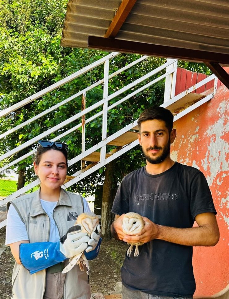 Şırnak'ta yaralı bulunan 2 peçeli baykuş tedavi edildi