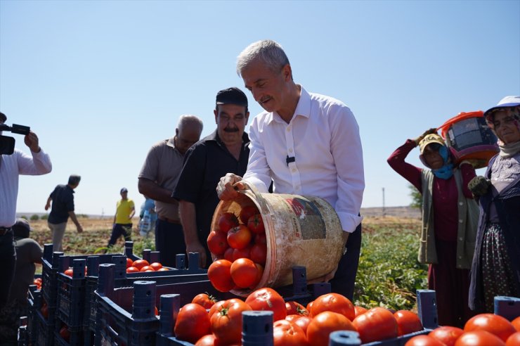 Gaziantep'te belediyenin üreticiye verdiği fidelerin ürünleri toplanıyor