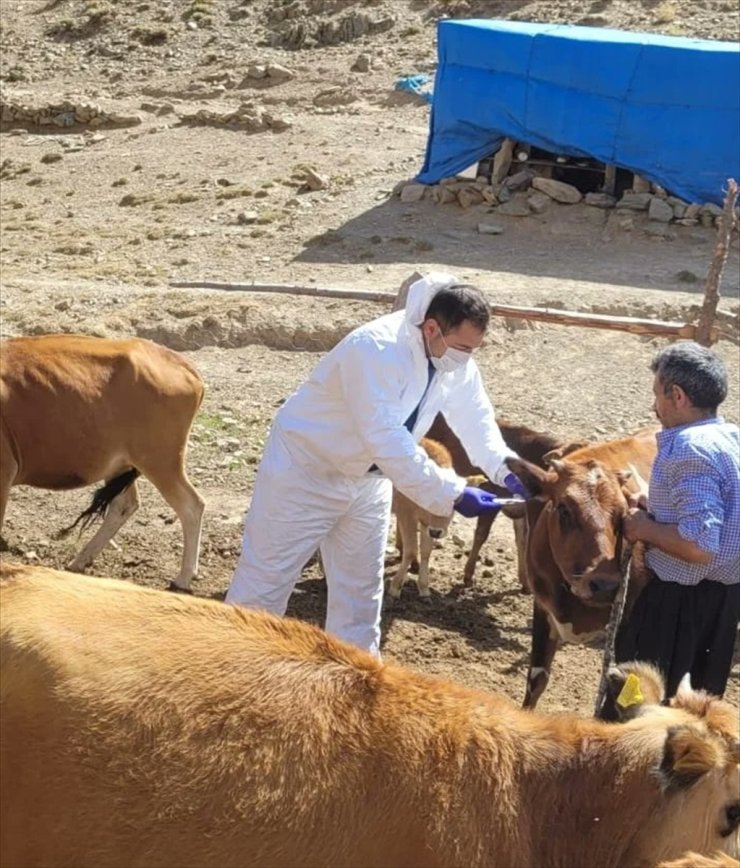 Adana'da şarbona karşı aşılama çalışması başlatıldı