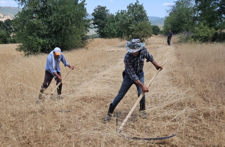 Manisa'daki engebeli arazilerde arpa ve buğday hasadı imeceyle yapılıyor