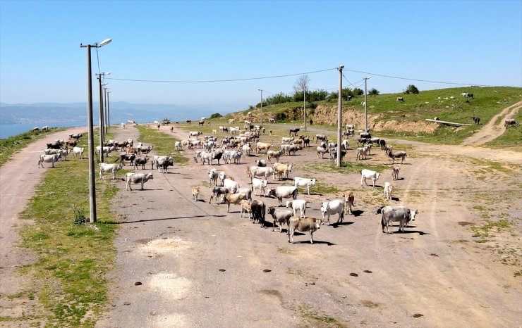 Yerli boz ırk sığırları sanayi kentinin kırsal mahallesinde yetiştiriyor