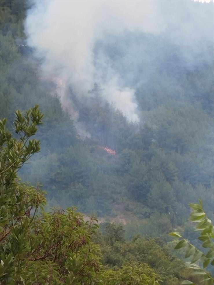 Sinop'ta çıkan orman yangını kontrol altına alındı