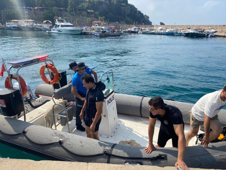 Antalya'da falezlerde mahsur kalan köpeği deniz polisi kurtardı