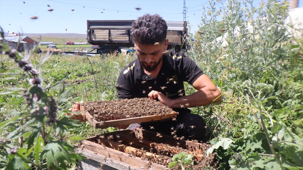 Kars'ta yağışların ardından arıların oğul verme hareketliliği arttı