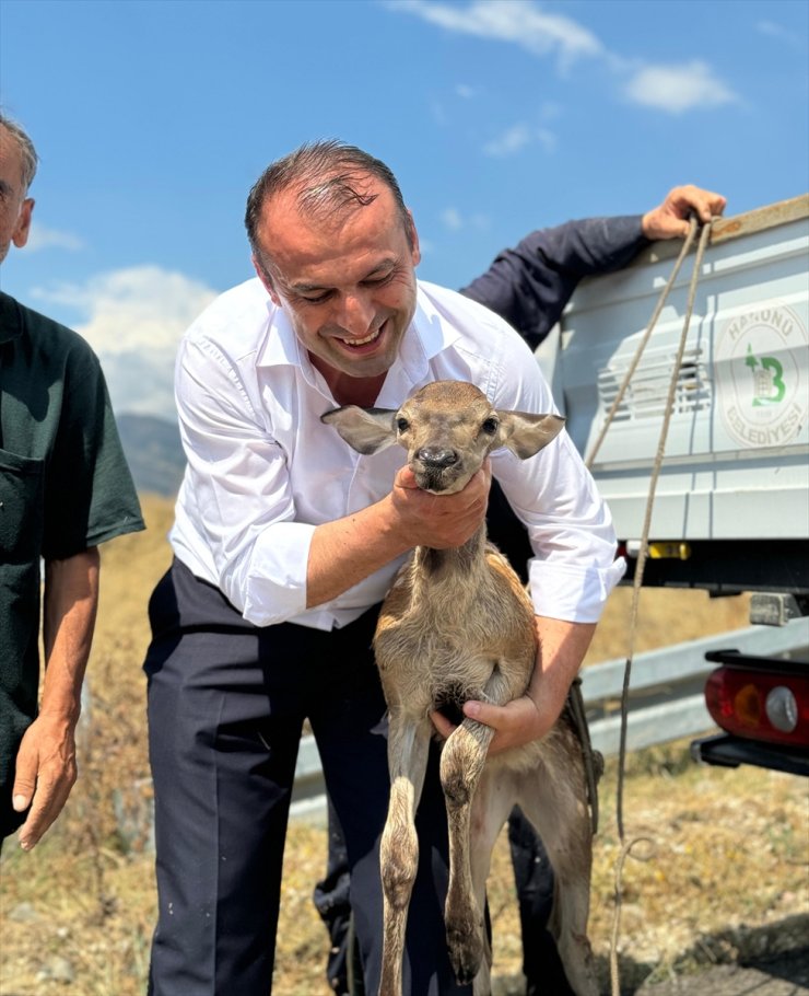 Kastamonu'da su kanalına düşen karaca kurtarıldı