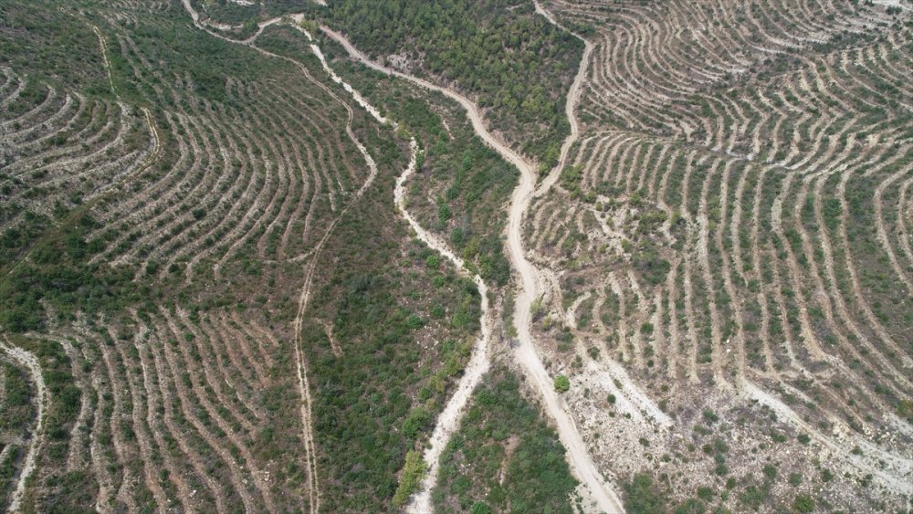 Manavgat'taki yangının üçüncü yılında, yeşillendirilen alanlar havadan görüntülendi