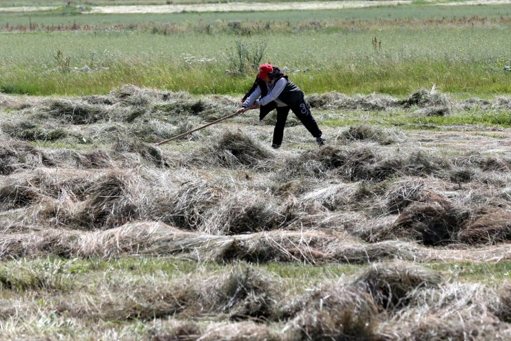 Ardahan'da ot biçme mesaisi başladı