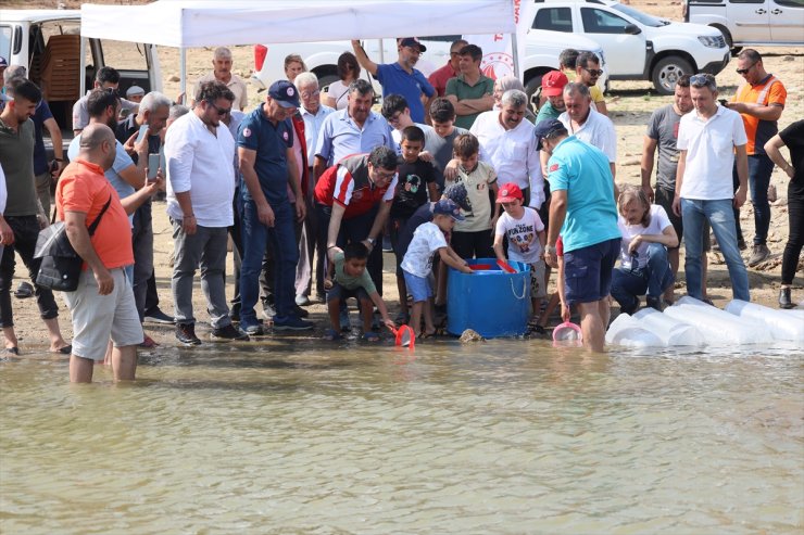 Muğla'da 370 bin sazan yavrusu sulara bırakıldı