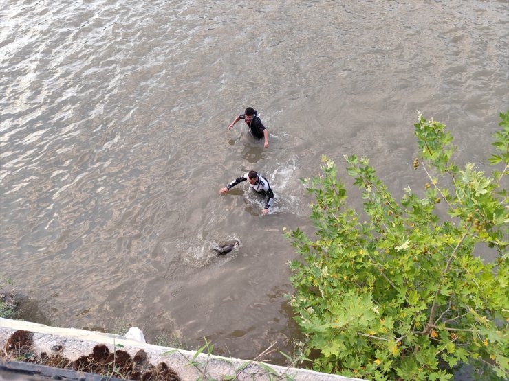 Amasya'da gagasına olta ipi ve kanca dolanan karabatak kurtarıldı