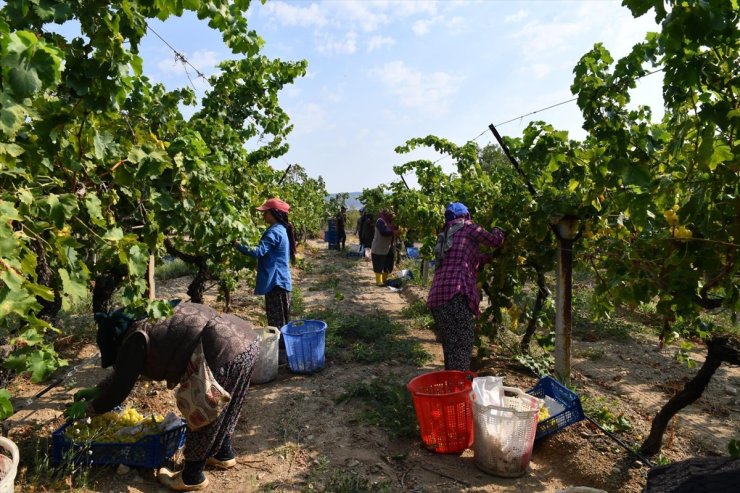 Denizli'de erkenci çeşit üzümünün hasadına başlandı