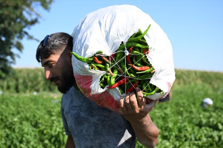 Edirne tava ciğerinin lezzet ortağı Karaağaç acı biberinde hasat mesaisi başladı