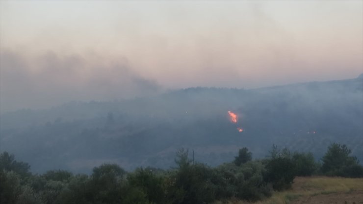 Adana'da çıkan orman yangınına müdahale ediliyor