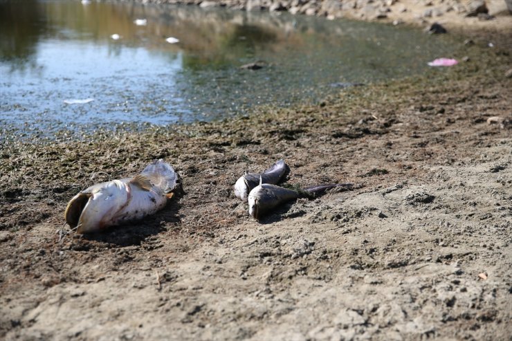 Edirne'de su seviyesi düşen gölette oksijensiz kalan balıklar öldü