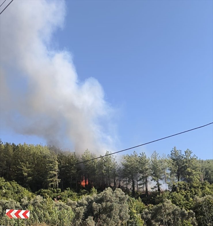 Muğla'nın Milas ilçesinde orman yangını çıktı