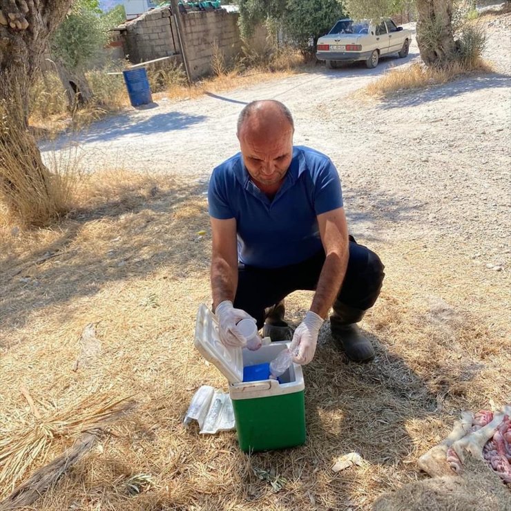 Muğla'da zehirlendikleri tahmin edilen 30 koyun telef oldu