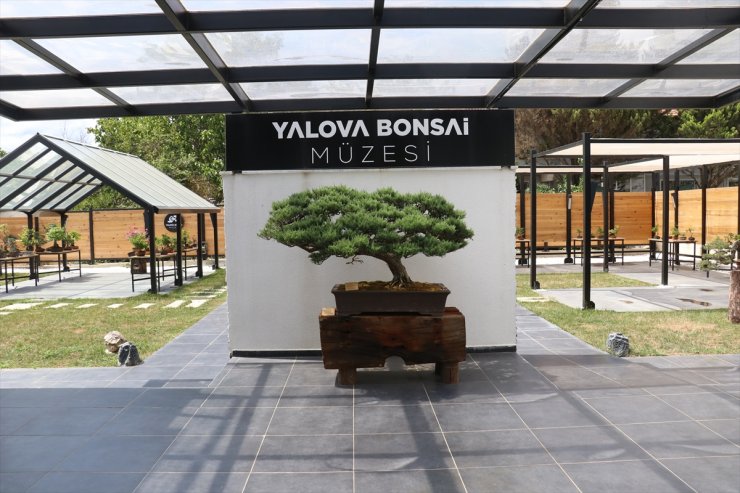 Uzak Doğu'nun minyatür ağaç kültürü Yalova'daki bonsai müzesinde yaşatılıyor