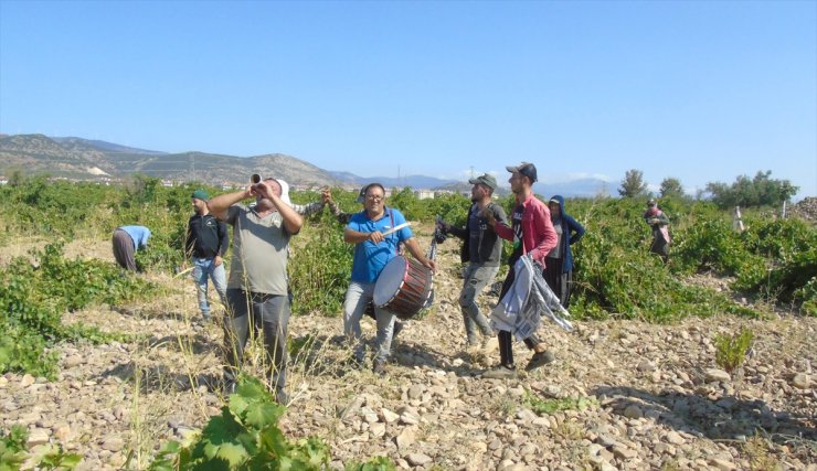 Gaziantep'te "davullu zurnalı" üzüm hasadı