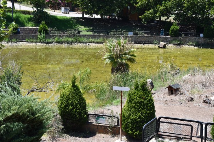 Göç yolundaki Adana yeniden "Kuş Cenneti"ne kavuşmak istiyor