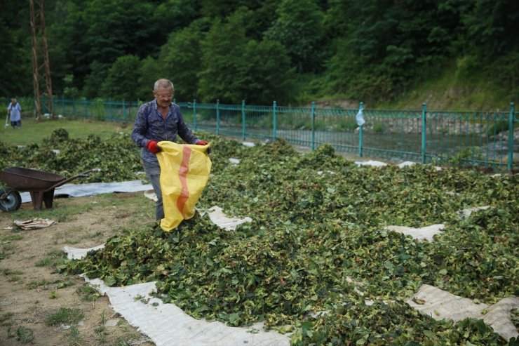 Ordu'da üreticiler fındık hasadına başladı