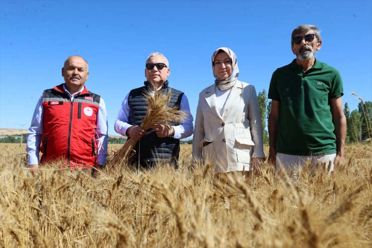 Sivas'ta buğday hasadı başladı