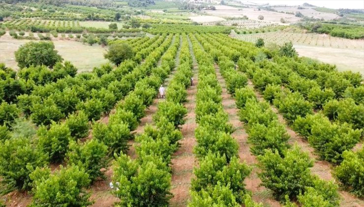 Bilecik'te üretilen şeftali ve nektarin ihraç ediliyor