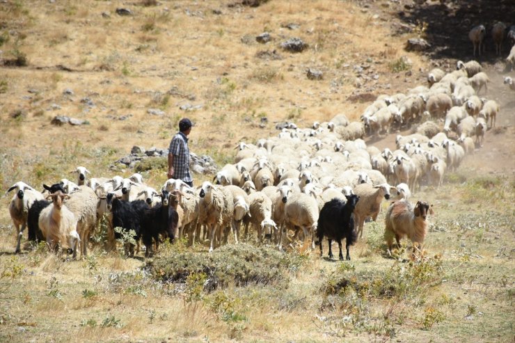 Depremden etkilenen Malatya'da devlet desteğiyle hayvancılık gelişiyor