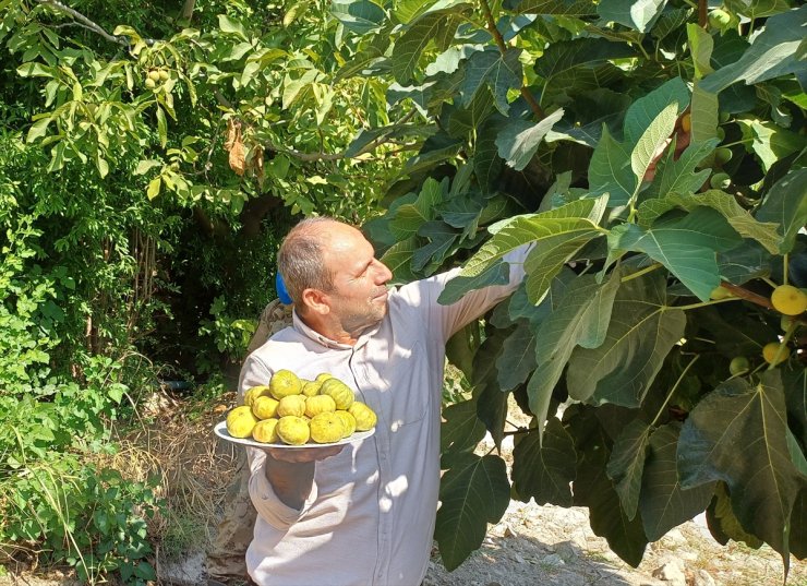 Batman'da üretimi yapılan Benati incirinde hasat başladı