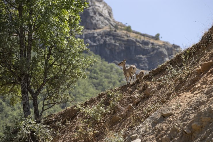 Tunceli'de koruma altındaki yaban keçileri yavrularıyla görüntülendi