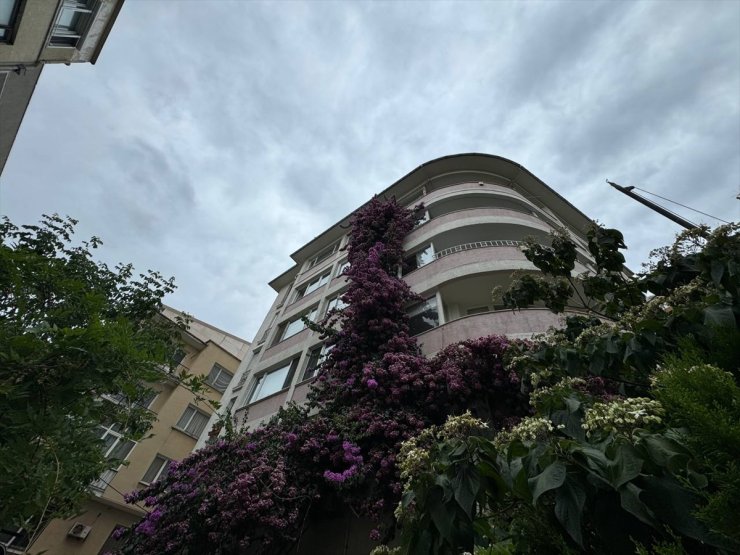 Şişli'de 5 katlı apartmanın çatısına kadar uzanan begonvil görenleri hayran bırakıyor