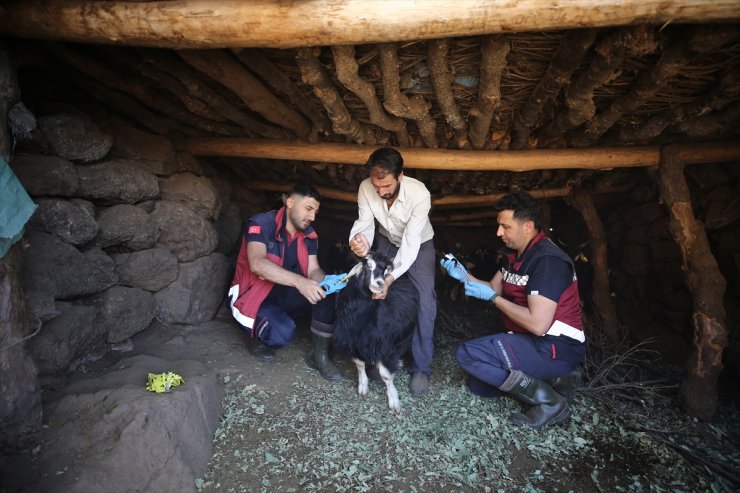 Bingöl'de veterinerler kilometrelerce yürüyüp yaylalarda küçükbaş hayvanları aşılıyor