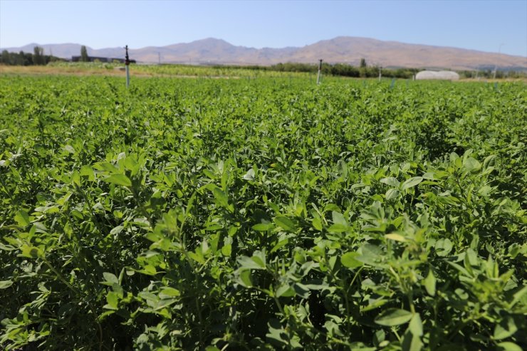 Niğde'de yüksek verimli yonca çeşidi geliştirildi