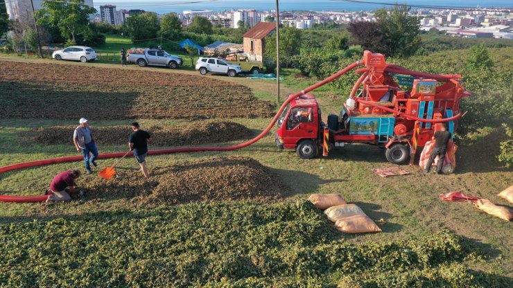 Ordu'da fındık hasadını tamamlayan üreticiler patoz mesaisinde